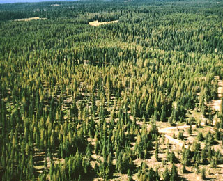 Larch Casebearer infestation - Rondowa 1975